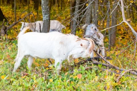 Goats scratch their horns, use dry branches. Stock Photos