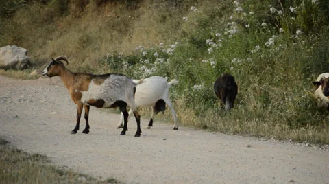 Goats Scratching Themselves Vídeo Stock 39838669