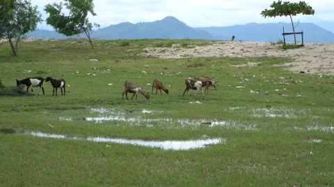 Goats searching for a food near the beach. Stock Footage