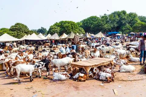 Goats for selling at the bazaar Stock Photos