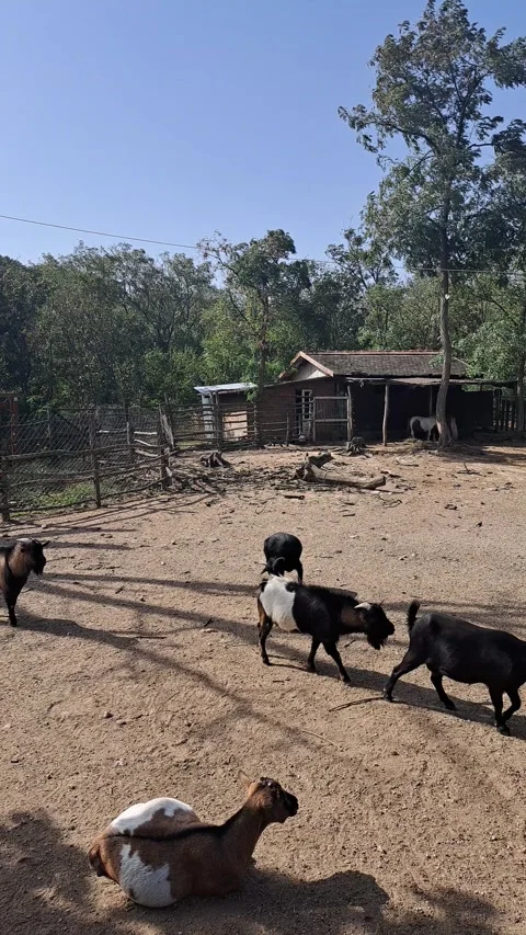 Goats Short Video Video stock 261884013