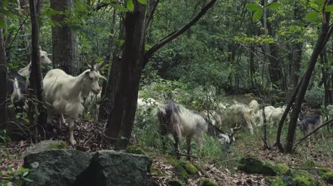 Goats in a Sicilian forest Vidéo 67307587