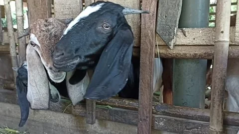 Goats in a simple pen Stock Footage 235962427