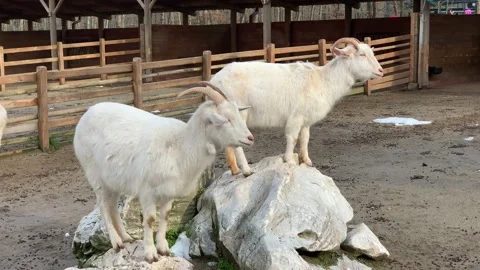 Goats sleeping in the zoo Stock Footage 171928441