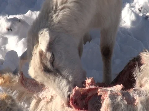 Goats in the snow Stock Footage 88402214