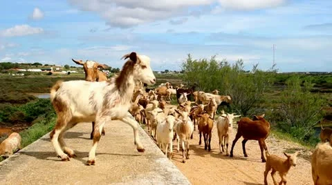 Goats Spain Video stock 22335193