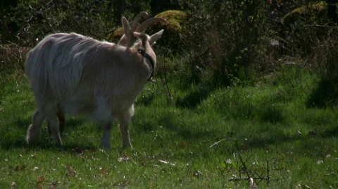 Goats on spring pasture Stock Footage 397037