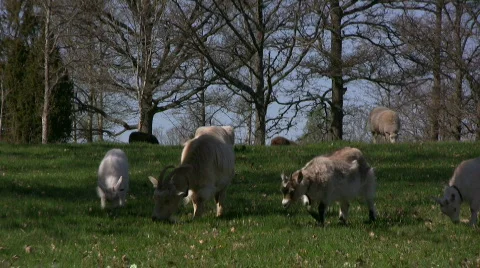 Goats on spring pasture Video stock 397132