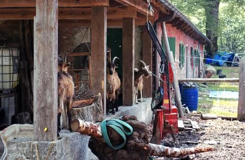 Goats on a stable wall. Stock Photos