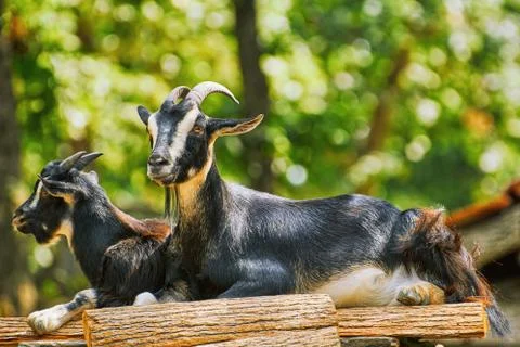 Goats on the Stack of Wood 库存照片