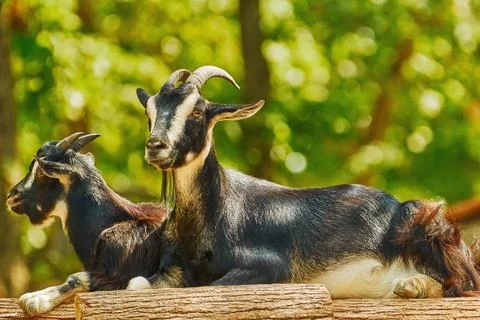 Goats on Stack of Wood Two Goats on the Stack of Wood Copyright: xZoonar.c... Fotos de archivo