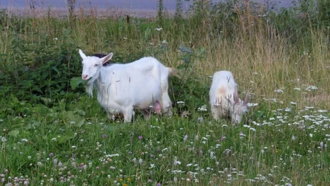 Goats stand still and chew the grass Stock-Footage 80431523