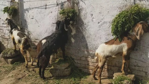 Goats Standing Against Rustic Wall market 库存影片 333551105