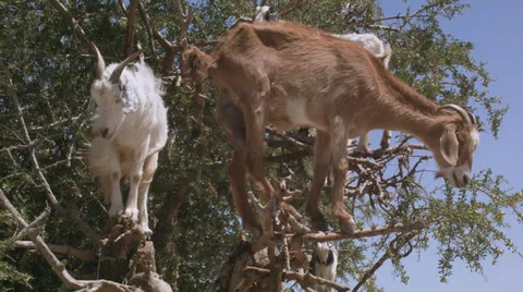 Goats standing on an argan tree, Morocco Stock Footage 38503413