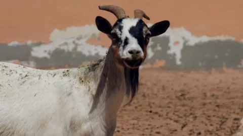 Goats standing in dusty pasture, camera circling herd Stock Footage 345700801
