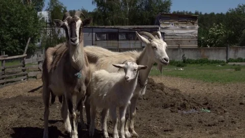 Goats standing in the farm. Stock Footage 76477571