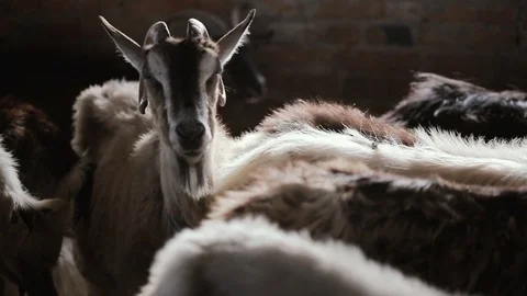 Goats Standing In The Stable Видео 80077355