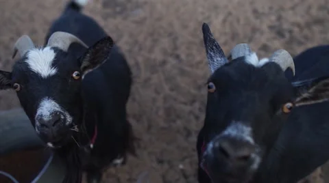 Goats Staring at Camera Stock Footage 66484621