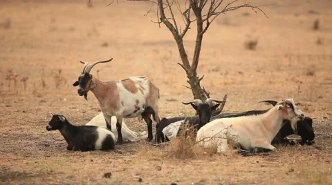Goats in the steppe. Stock-Footage 41091631