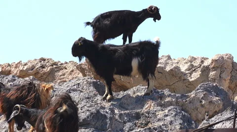 Goats on stones. Stock Footage 42831584