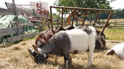 Goats straw Stock Footage 128729628