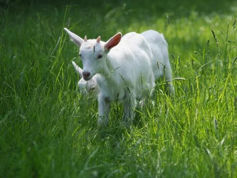 Goats In Summer Paddock Stock Photos