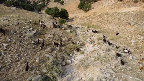 Goats on Top of the Mountain Stock-Footage 274537731