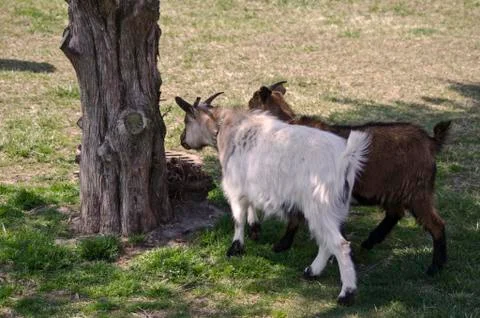 Goats by a tree 스톡 사진
