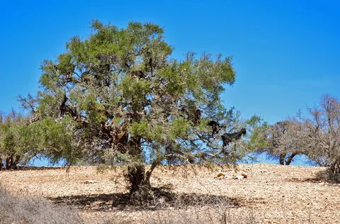 Goats on tree Stock Photos