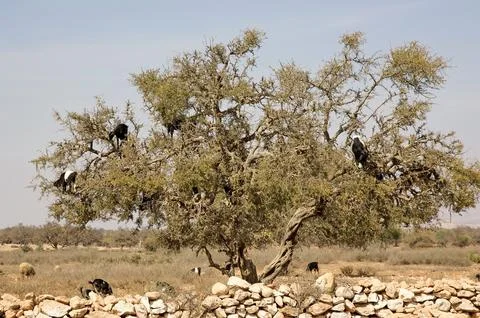 Goats on the tree Stock Photos