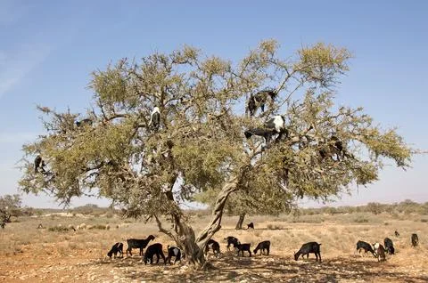 Goats on the tree Stock Photos