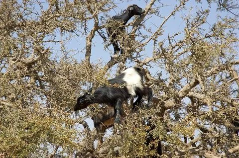 Goats on the tree Stock Photos