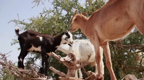 Goats in Trees in Morocco Stock Footage