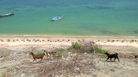 Goats walking across the shore Stock Footage 172291353
