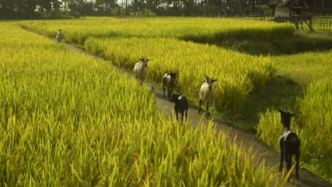Goats in walking and running through the ricefield Video stock 167418602