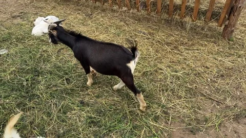 Goats walking around the paddock Stock Footage 302963104