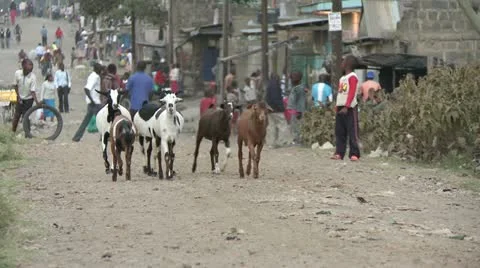 Goats walking down street Video stock 11481407