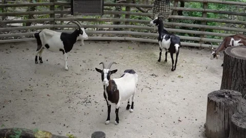 Goats walking on the farm Stock Footage 297850725