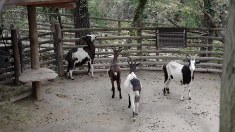 Goats walking on the farm Stock Footage 297851286