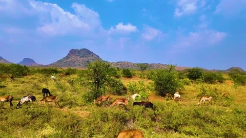 Goats Walking For Food Video stock 264348346
