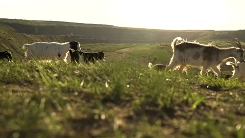 The goats walking in the mountains Stock Footage 130473361