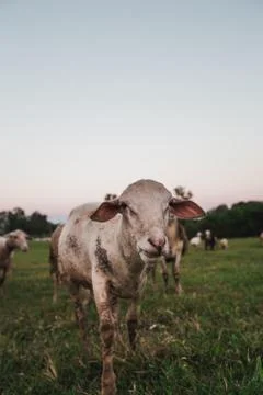 Goats walking Stock Photos