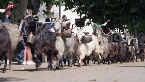 Goats walking procession in a traditional turniata event Vídeos de archivo 339365835