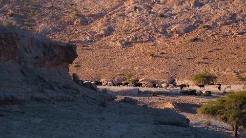 Goats walking through the rocky landscape of Wadi Shab, Oman Video stock 318822158