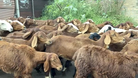Goats on the way to home in the evening Stock-Footage 298005596