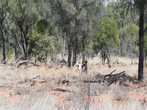 GOATS IN THE WILD Stock Footage 100414049