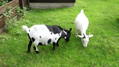Goats in the yard eating grass Stock Footage 80255091