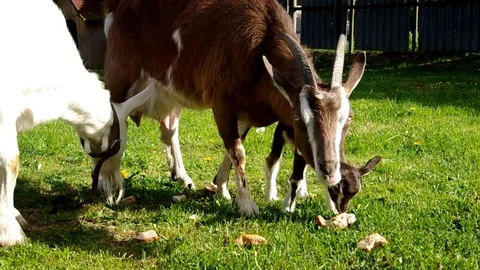 Goats in the yard Stock Footage 70140521