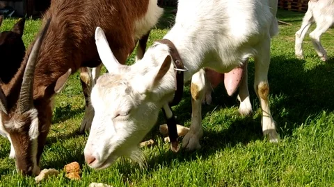 Goats in the yard Stock Footage 72124300