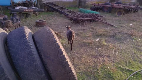 Goats In The Yard Slow Motion Stock Footage 165098972